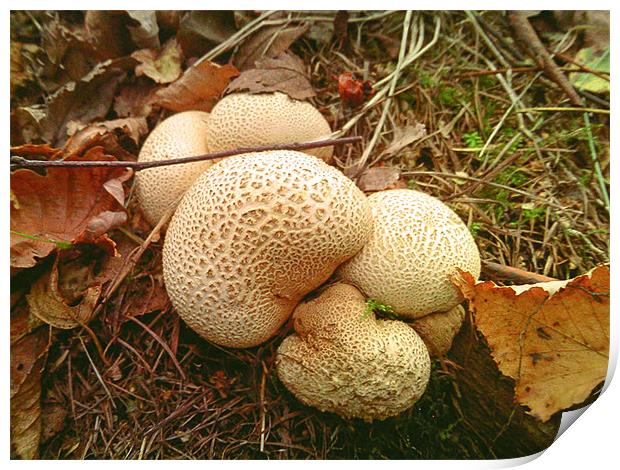 Forest floor mushrooms Print by Mike Dickinson
