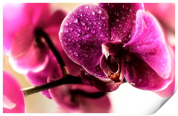 Good morning Orchid Print by Leo Jaleo 