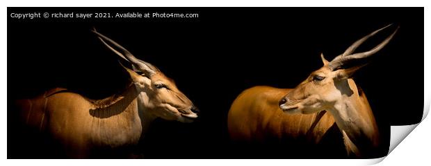 Majestic Pair of African Elands Print by richard sayer