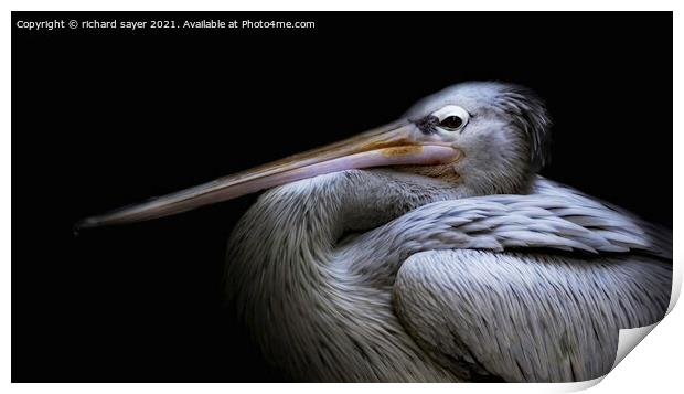 Majestic Pelican Perching Print by richard sayer
