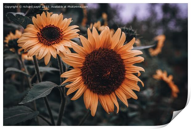 Radiant Autumn Sunflowers Print by richard sayer