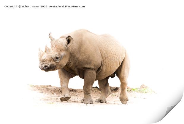Majestic Rhino Trots Freely Print by richard sayer