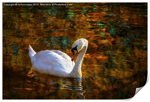  Golden Swans Lake Print by richard sayer