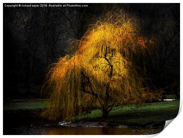  Weeping Gold Print by richard sayer