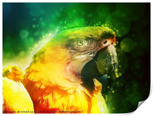 Yellow Macaw Print by richard sayer