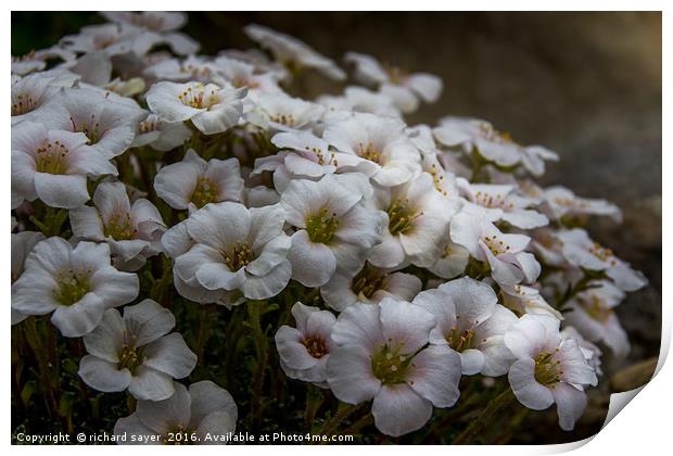 Saxifraga Dream Print by richard sayer