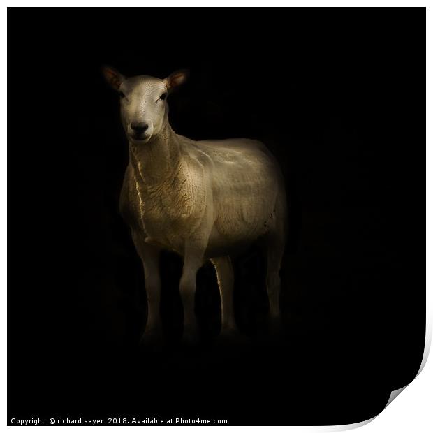 Heres looking at Ewe Print by richard sayer