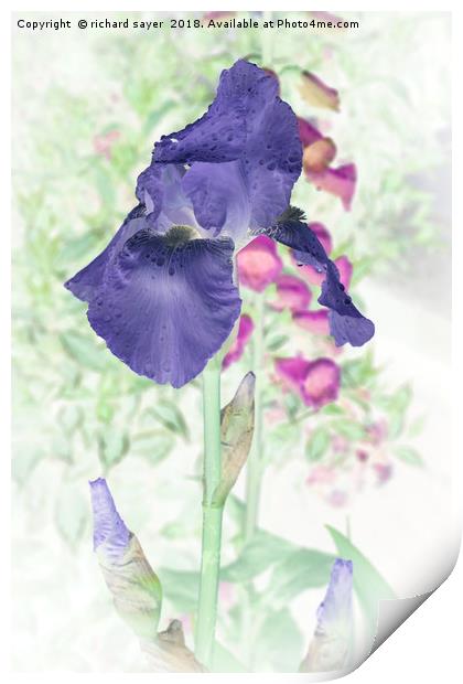 Summer Iris Print by richard sayer