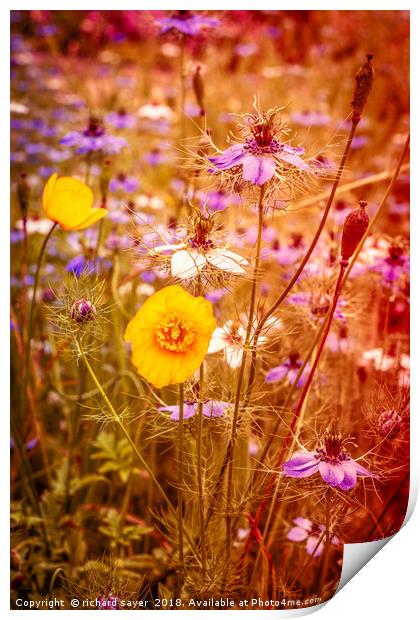Vintage Summer Meadow Print by richard sayer