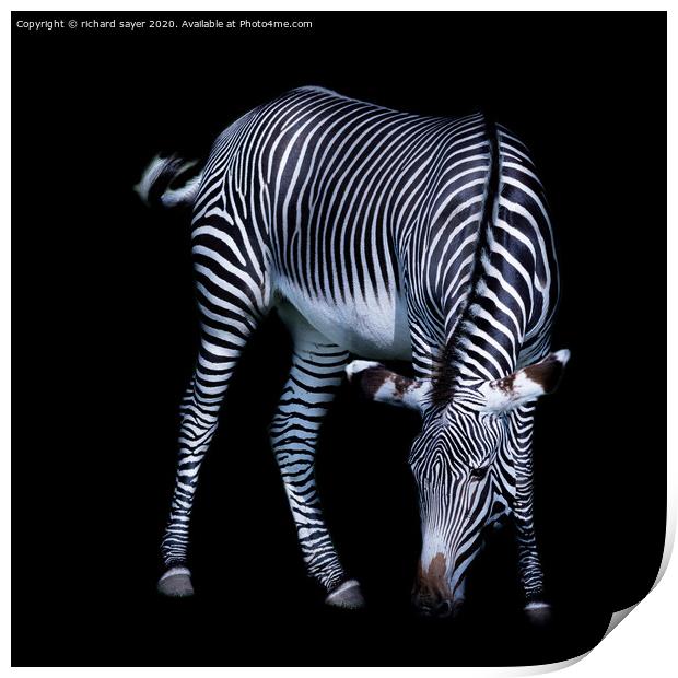 Majestic Zebra Grazing Print by richard sayer