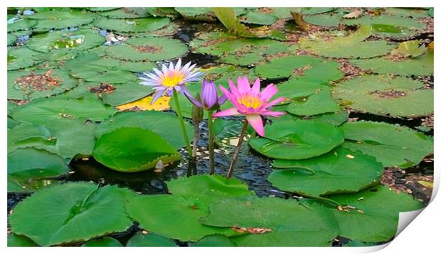 3 Lilies in a pond Print by Mark McDermott