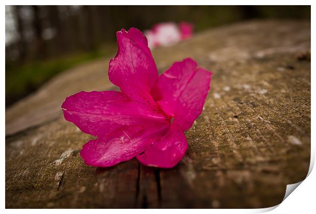 Fallen flower Print by Leon Conway