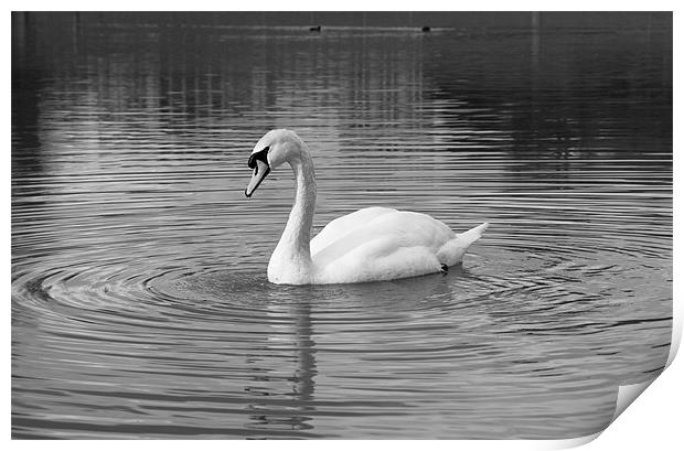 Peaceful swan Print by Leon Conway