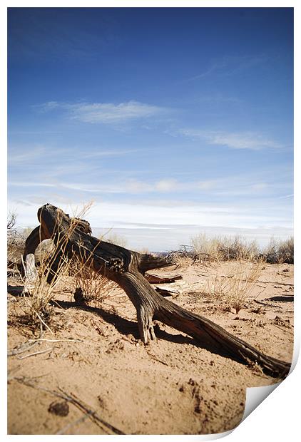 desert driftwood Print by Ashley  Gruber