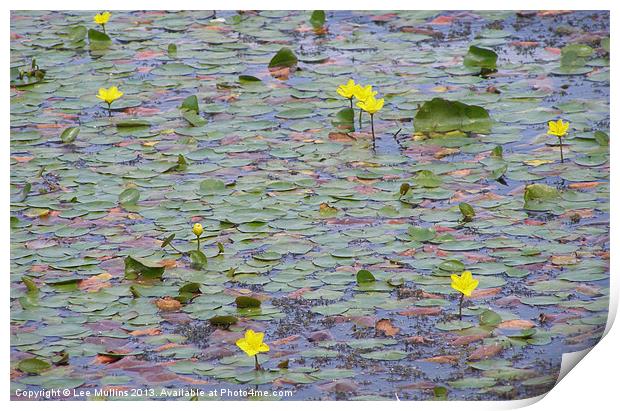 Water Lilies Print by Lee Mullins