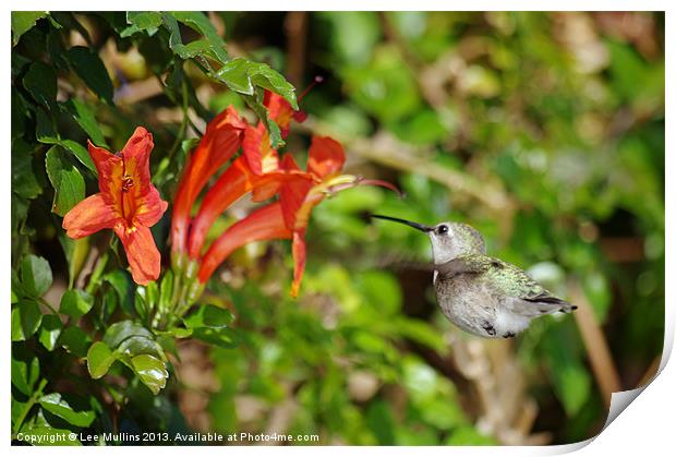 Ah nectar! Print by Lee Mullins