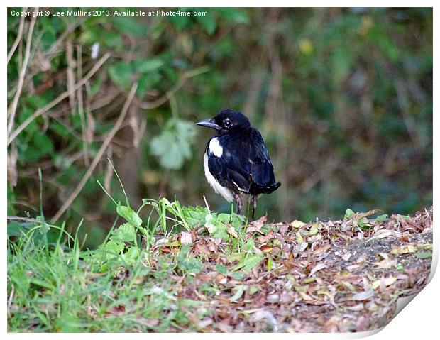 A manx magpie Print by Lee Mullins