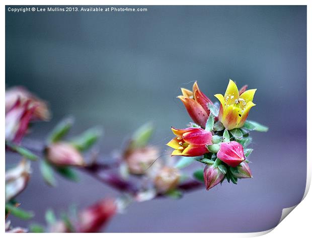 Flowering succulent Print by Lee Mullins