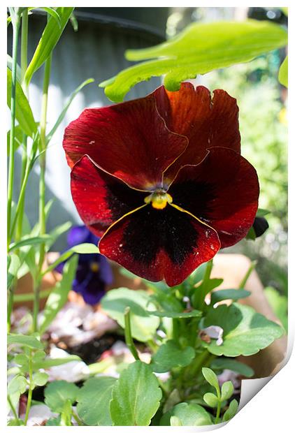 Crimson Pansy Print by Peter Le Page