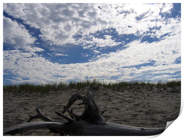 Cape Cod, Massachusetts Driftwood Print by Jay Huckins