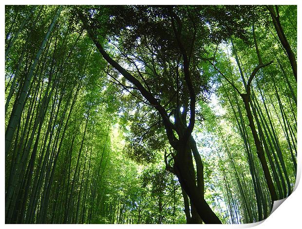 Jizo-in, Kyoto, Bamboo Temple Print by Jay Huckins