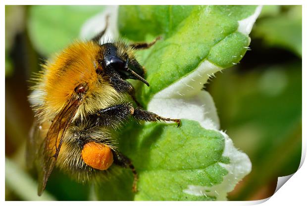 Bumble Bee Macro Print by Gary Kenyon