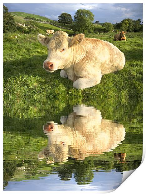 Cow By The River Print by Gary Kenyon