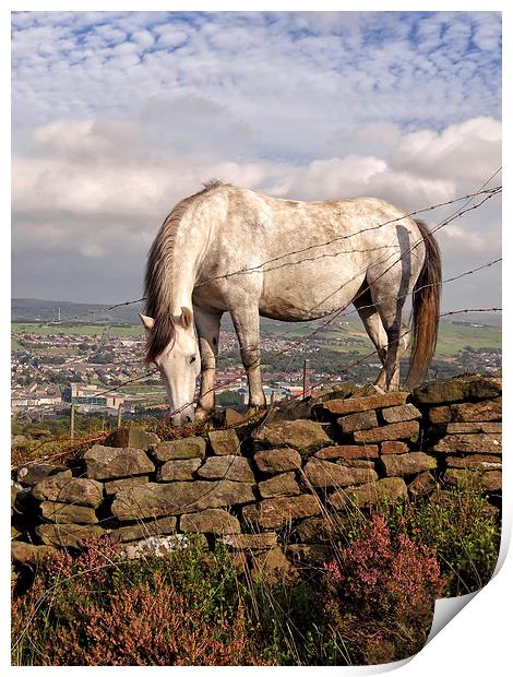 White Horse Near Darwen Tower Print by Gary Kenyon