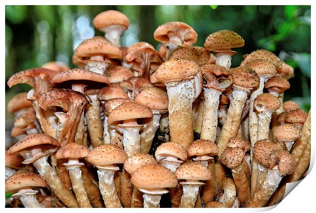 Woodland Fungi Print by Gary Kenyon
