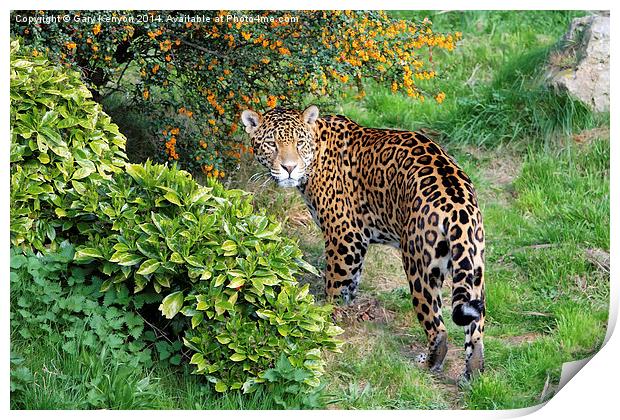  Jaguar Print by Gary Kenyon