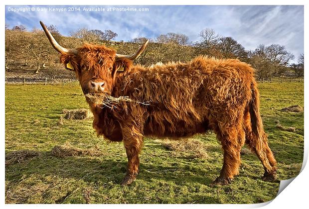  Highland Cow Eating Hay Print by Gary Kenyon