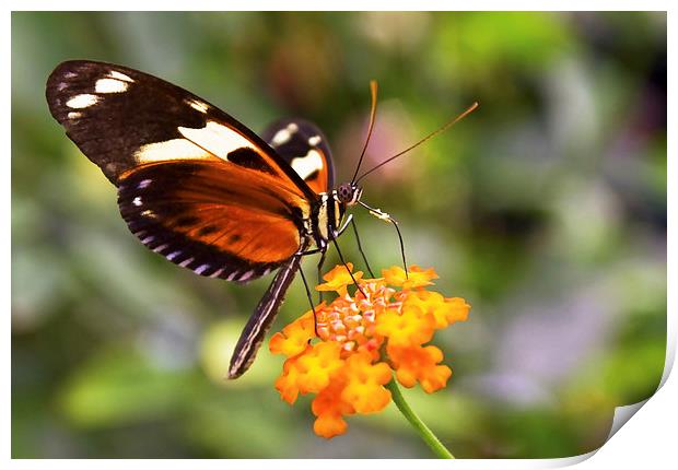 Butterfly on a flower Print by Gary Kenyon