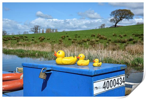  Rubber Ducks On The Lancaster Canal Print by Gary Kenyon