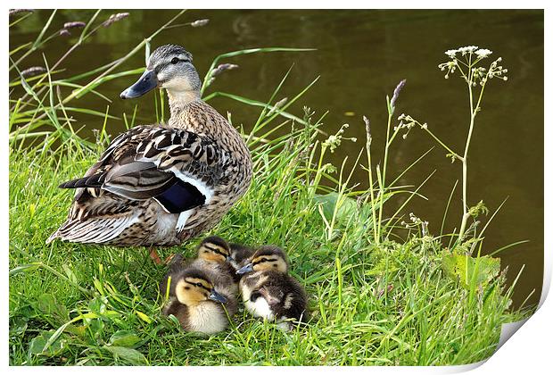 Mother and Ducklings Print by Gary Kenyon