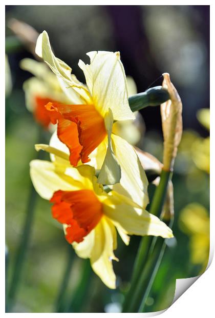 Light through the Springtime Daffodils Print by Gary Kenyon