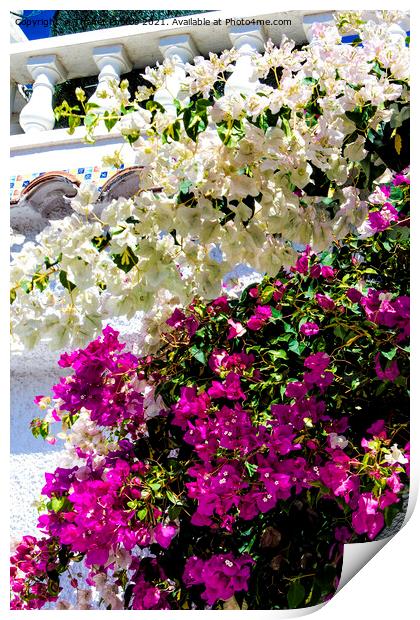 Bougainvillea Print by Thanet Photos