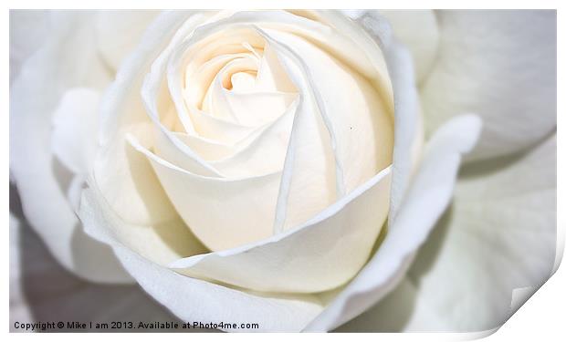 Single white Rose Print by Thanet Photos