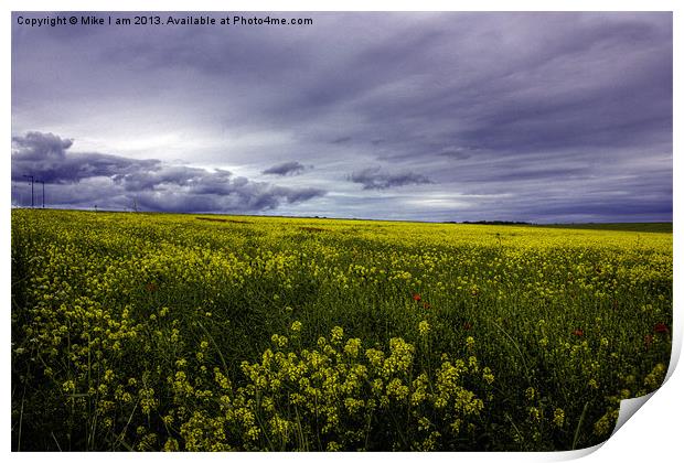 Field of Oil seed rape Print by Thanet Photos