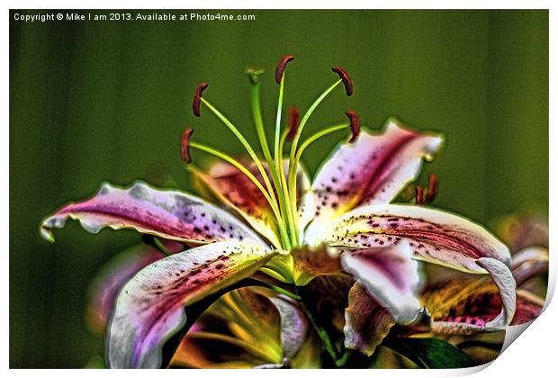 Lillies Print by Thanet Photos