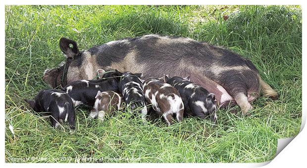 Piglets feeding Print by Thanet Photos