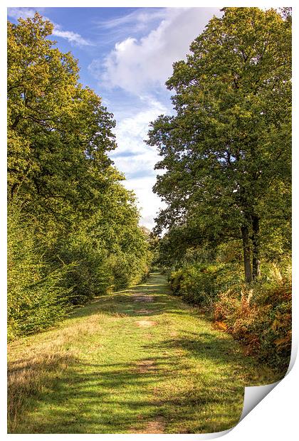 Blean woods Print by Thanet Photos