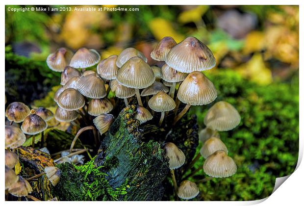 Toadstools Print by Thanet Photos