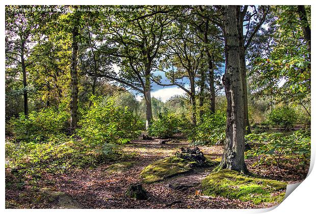 Blean woods Print by Thanet Photos