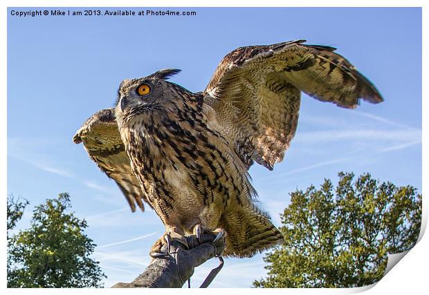 Eagle owl Print by Thanet Photos