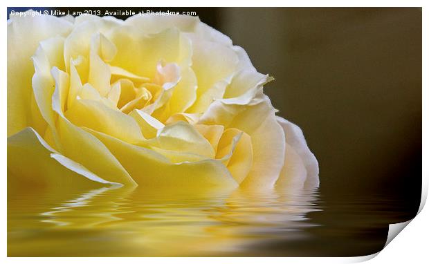 Rose reflection Print by Thanet Photos