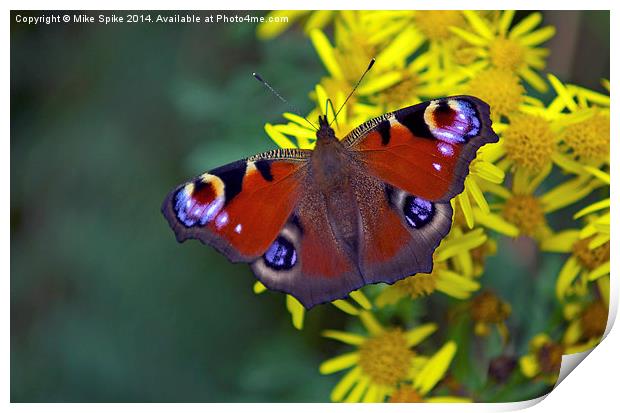 Peacock butterfly Print by Thanet Photos