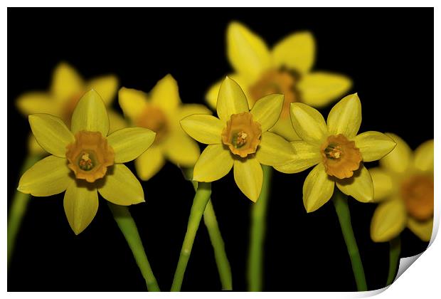 Daffodils Print by Thanet Photos