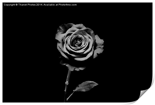 Solo mono Rose Print by Thanet Photos