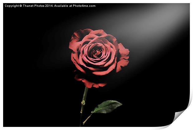 la vie en rose Print by Thanet Photos