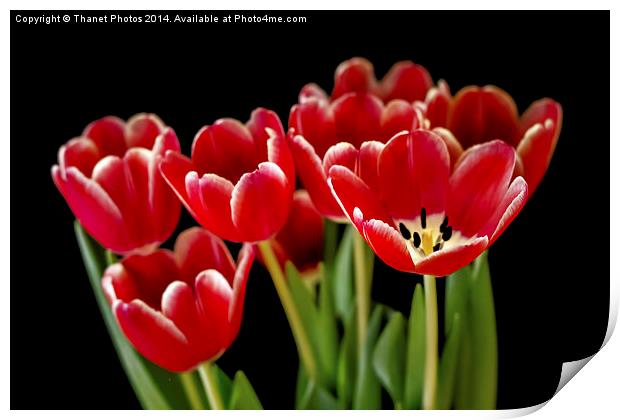 Tulips Print by Thanet Photos